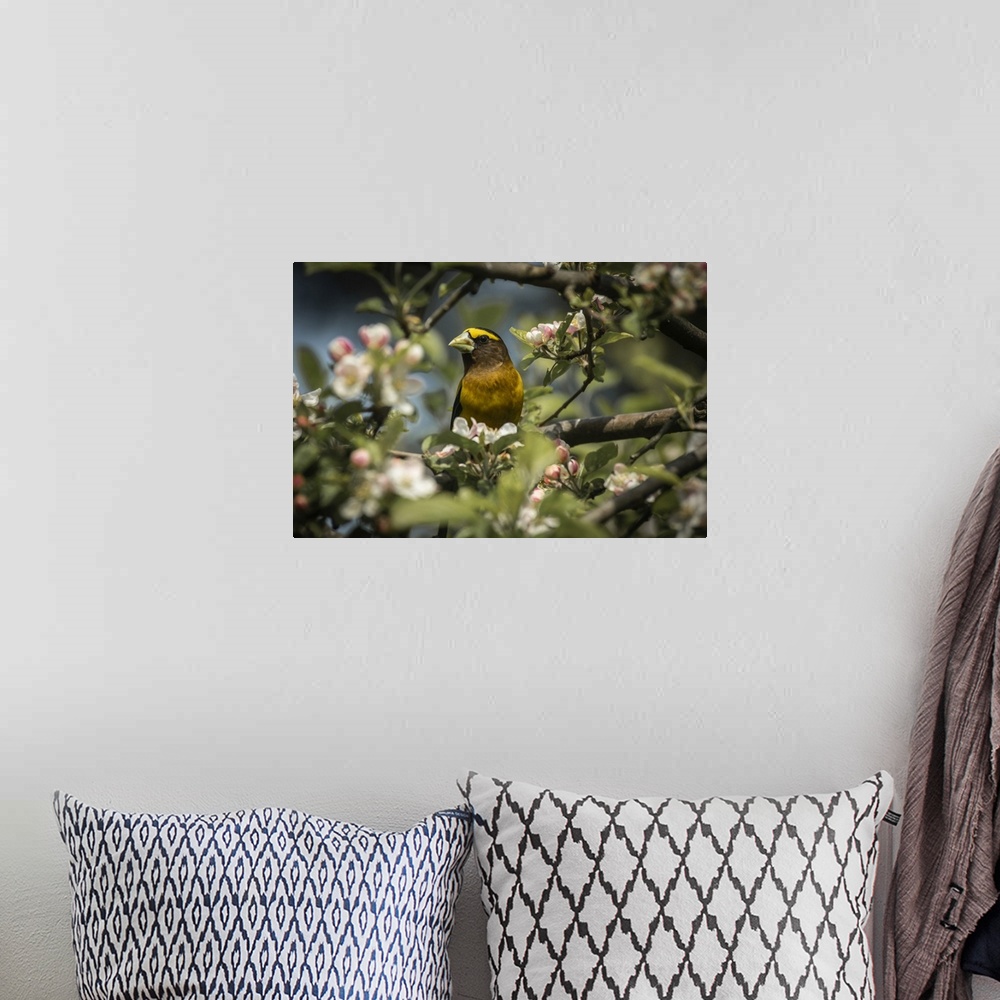 A bohemian room featuring Male Evening Grosbeak (Hesperiphona vespertina) perched among apple blossoms; Olympia, Washington...