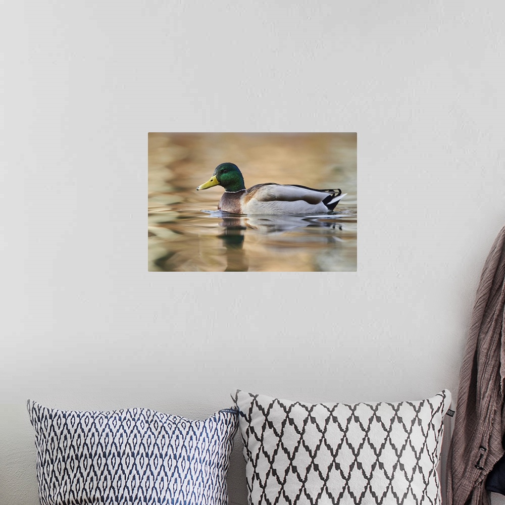 A bohemian room featuring Mallard (Anas platyrhynchos) swimming in a lake, Bavaria, Germany