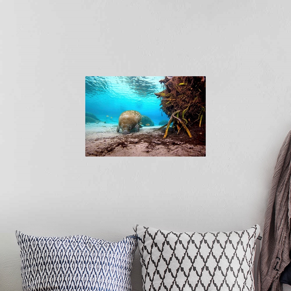 A bohemian room featuring Manatees swim along the sandy floor of Crystal River.