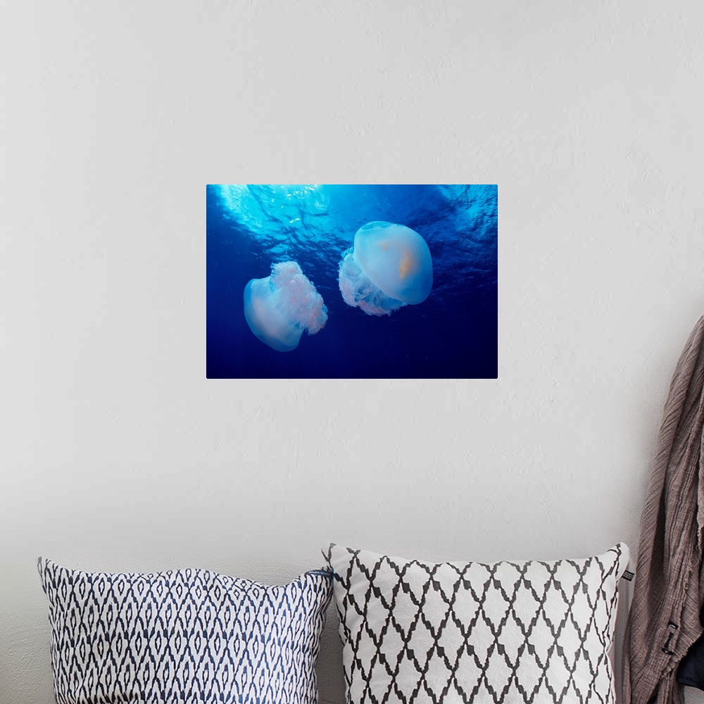A bohemian room featuring Marshall Islands, Kwajalein Atoll, Pair Of Jellyfish