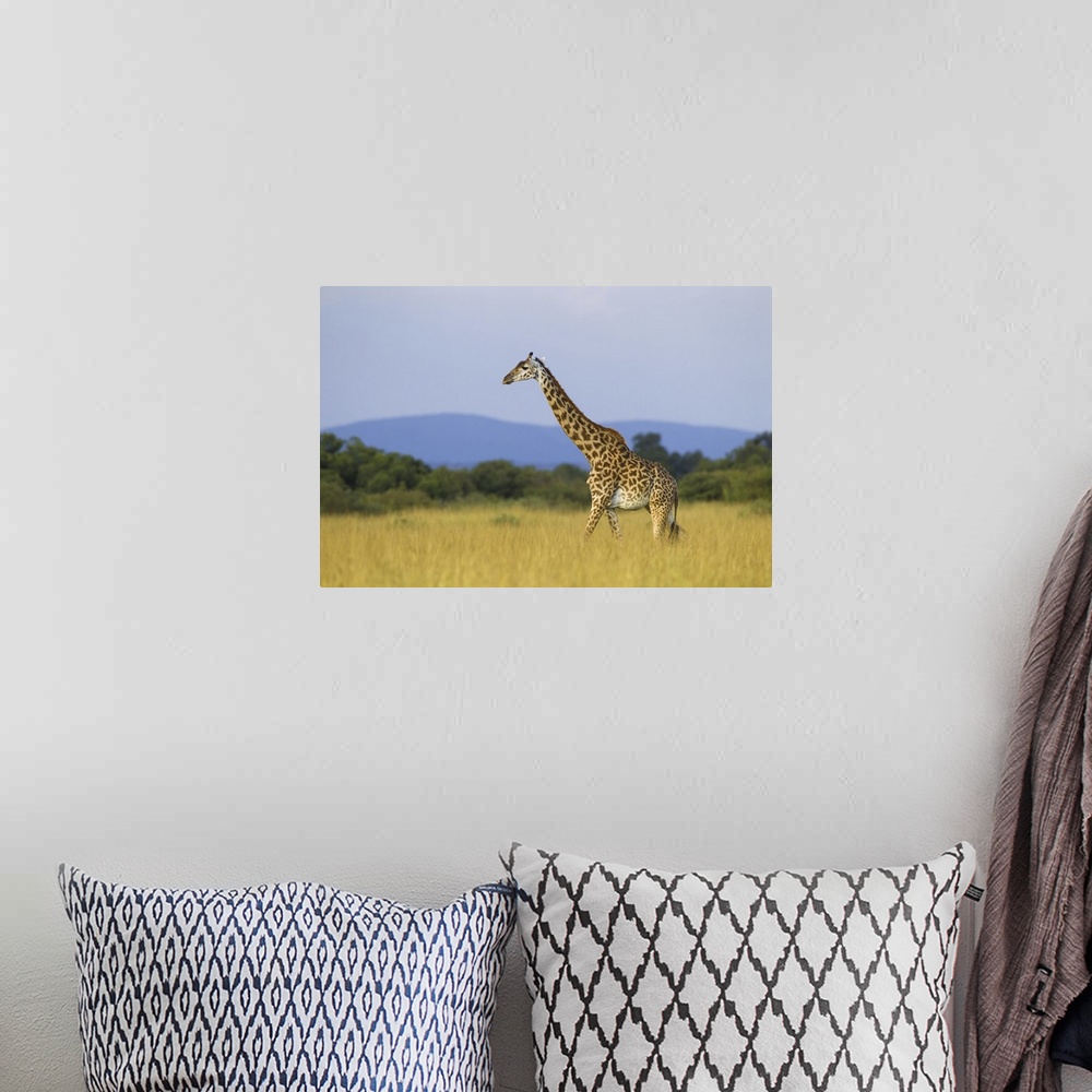 A bohemian room featuring Masai giraffe (Giraffa camelopardalis tippelskirchi), female adult walking in savanna, Maasai Mar...