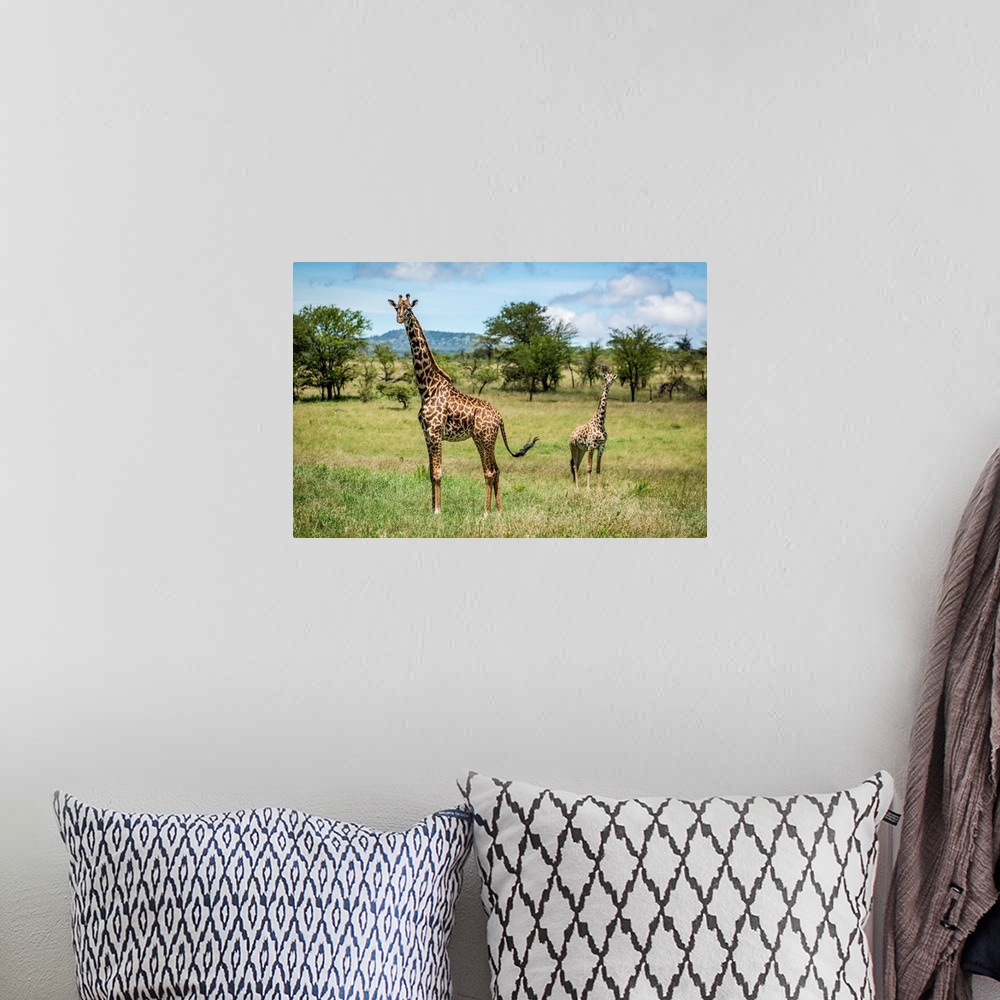A bohemian room featuring Masai giraffe (giraffa camelopardalis tippelskirchii) stands with calf in savannah, Klein's camp,...