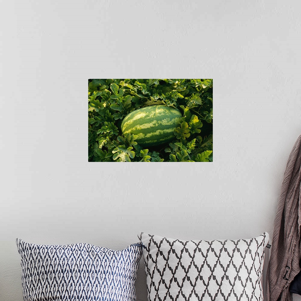 A bohemian room featuring Mature watermelon in the field, ready for harvest, Tennessee