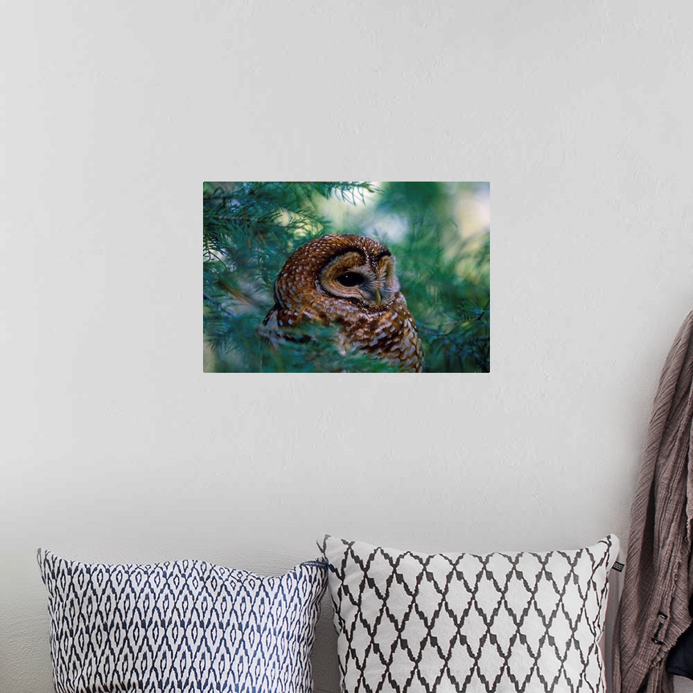 A bohemian room featuring Mexican Spotted Owl In Tree