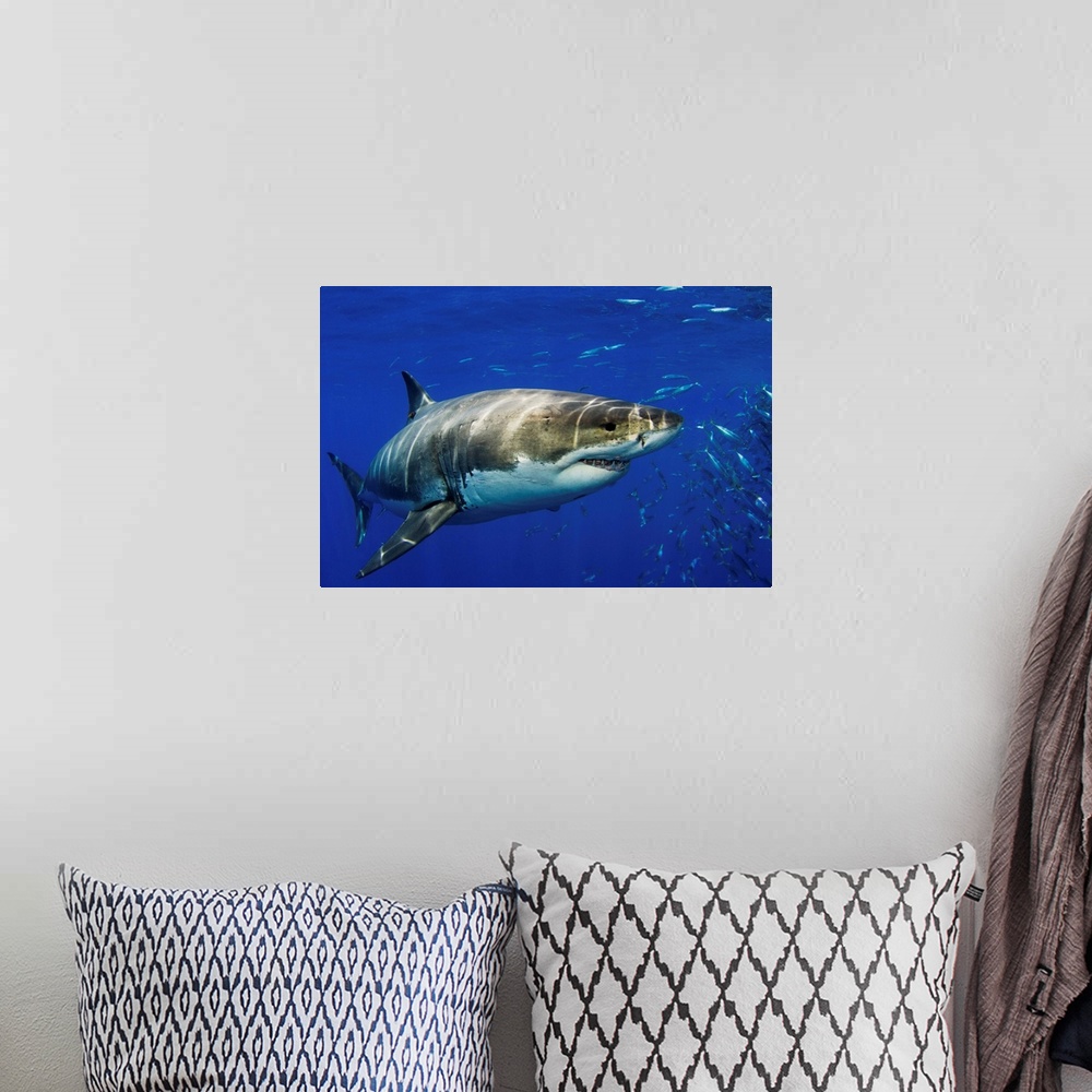 A bohemian room featuring Mexico, Guadalupe Island, Great White Shark (Carcharodon Carcharias)
