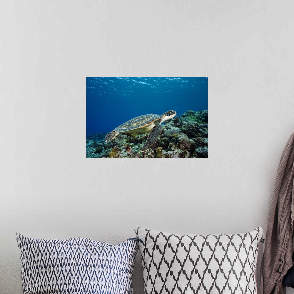 A bohemian room featuring Micronesia, Yap, Green Sea Turtle (Chelonia Mydas) Over Coral Reef