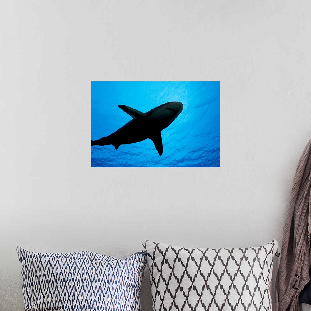 A bohemian room featuring Micronesia, Yap, Silhouette Of A Grey Reef Shark (Carcharhinus Amblyrhynchos)