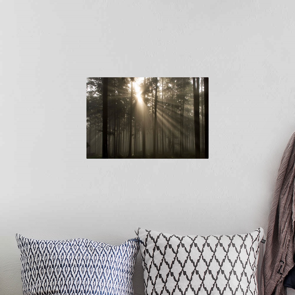 A bohemian room featuring Misty Pine Forest With Sun Ray, Nibelungengau, Austria