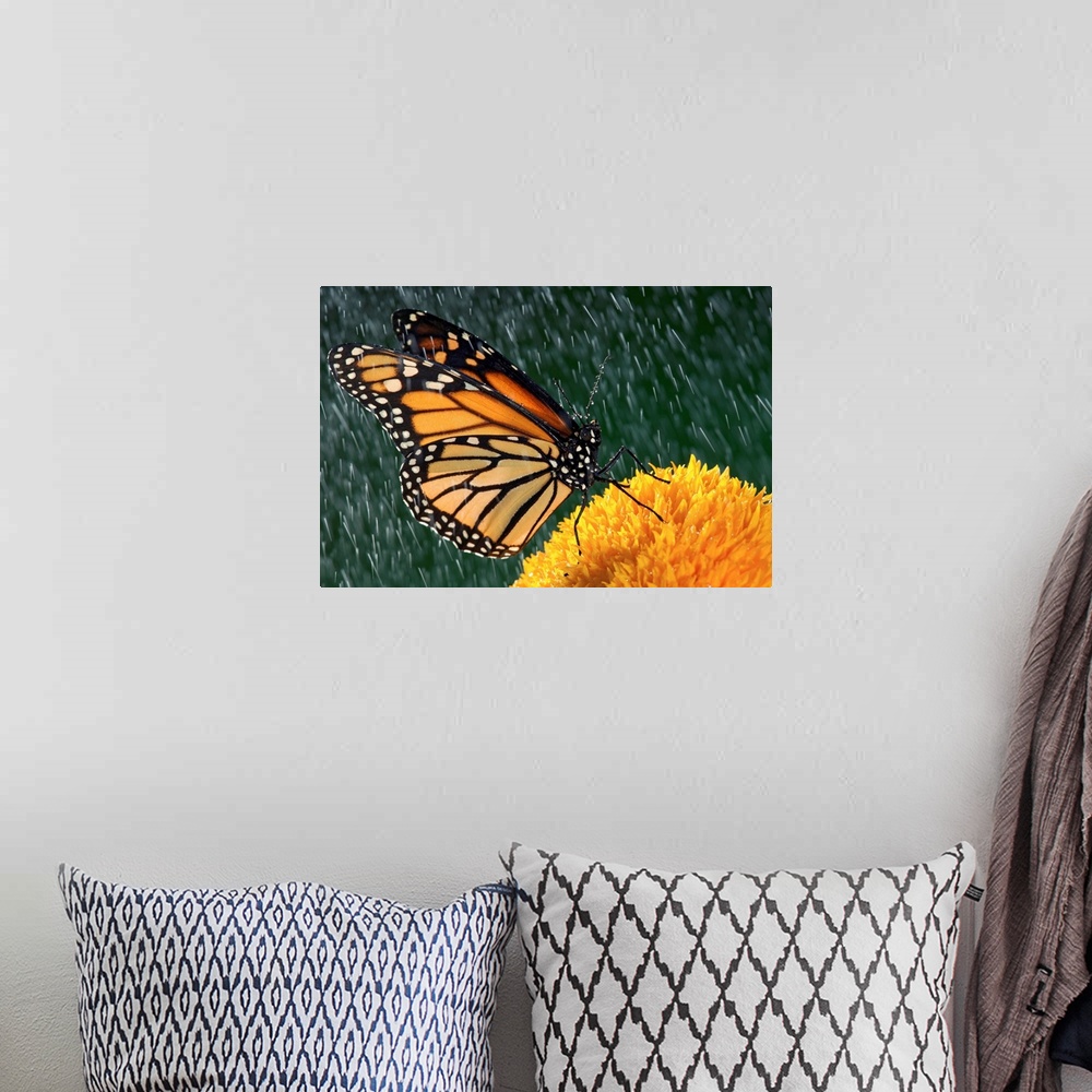 A bohemian room featuring Monarch Butterfly In Rain On Sunflower, Nova Scotia, Canada