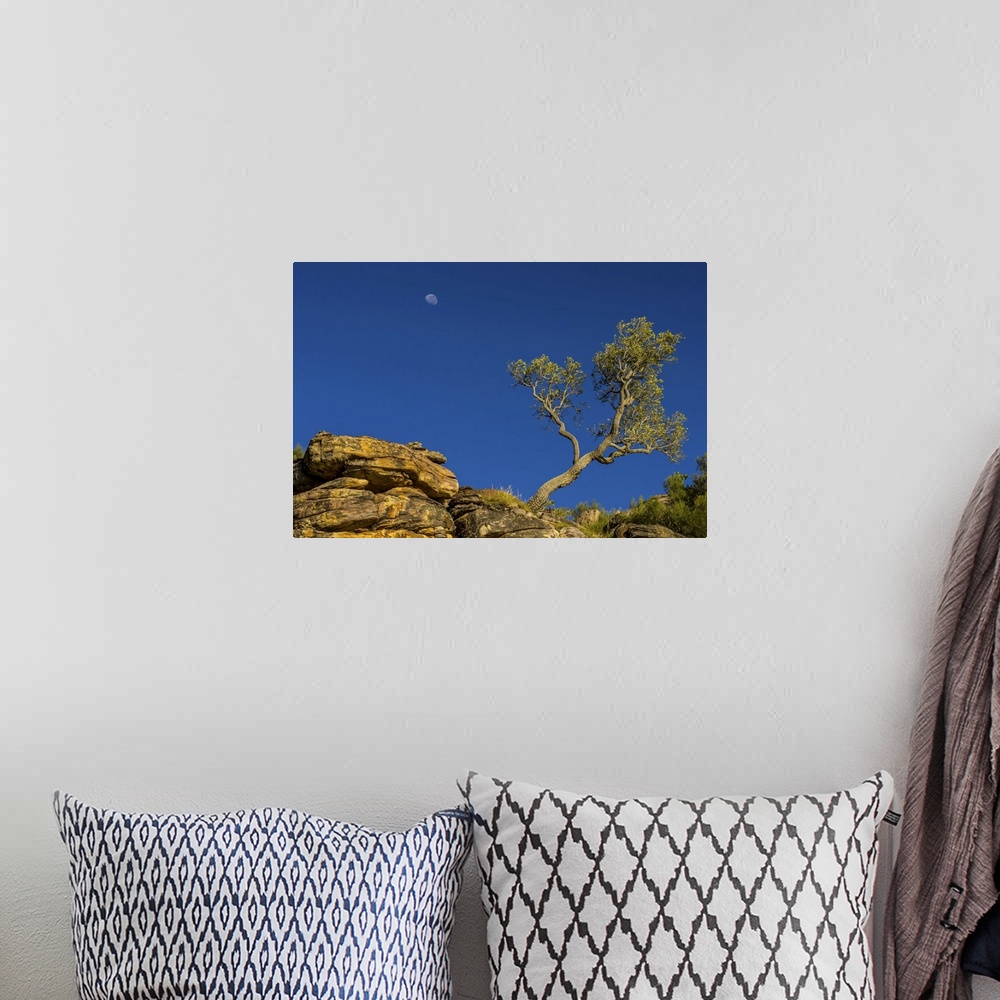 A bohemian room featuring A low angle view of a moon behind a sculptured tree near the King George River in the Kimberley R...