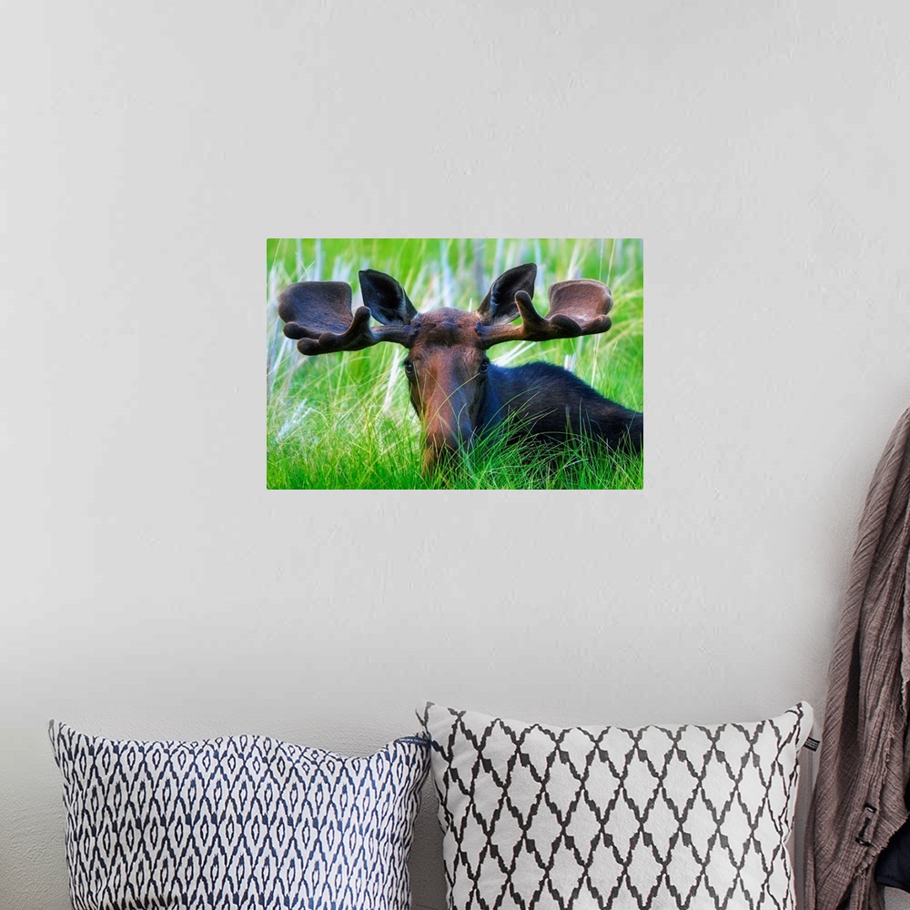 A bohemian room featuring Moose Sitting In A Green Field Of Grass