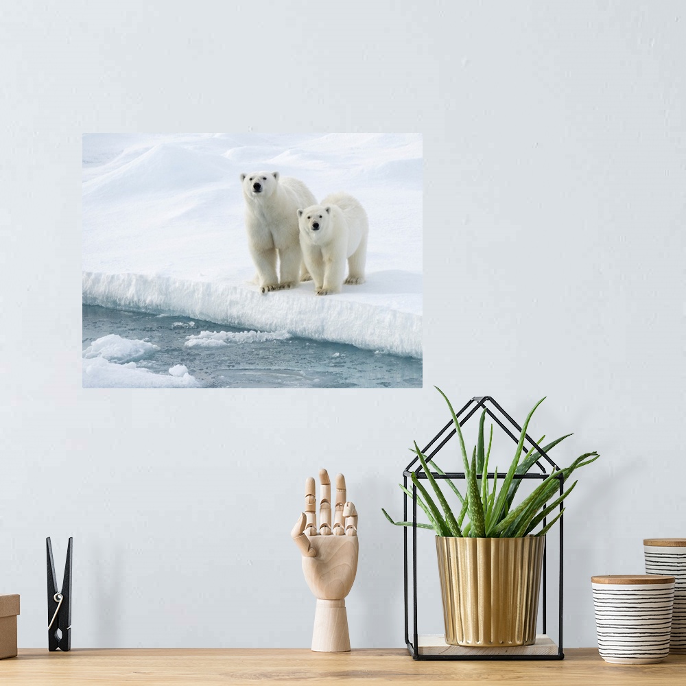 A bohemian room featuring Mother and cub Polar bears (Ursus maritimus) at water's edge; Spitsbergen, Svalbard, Norway