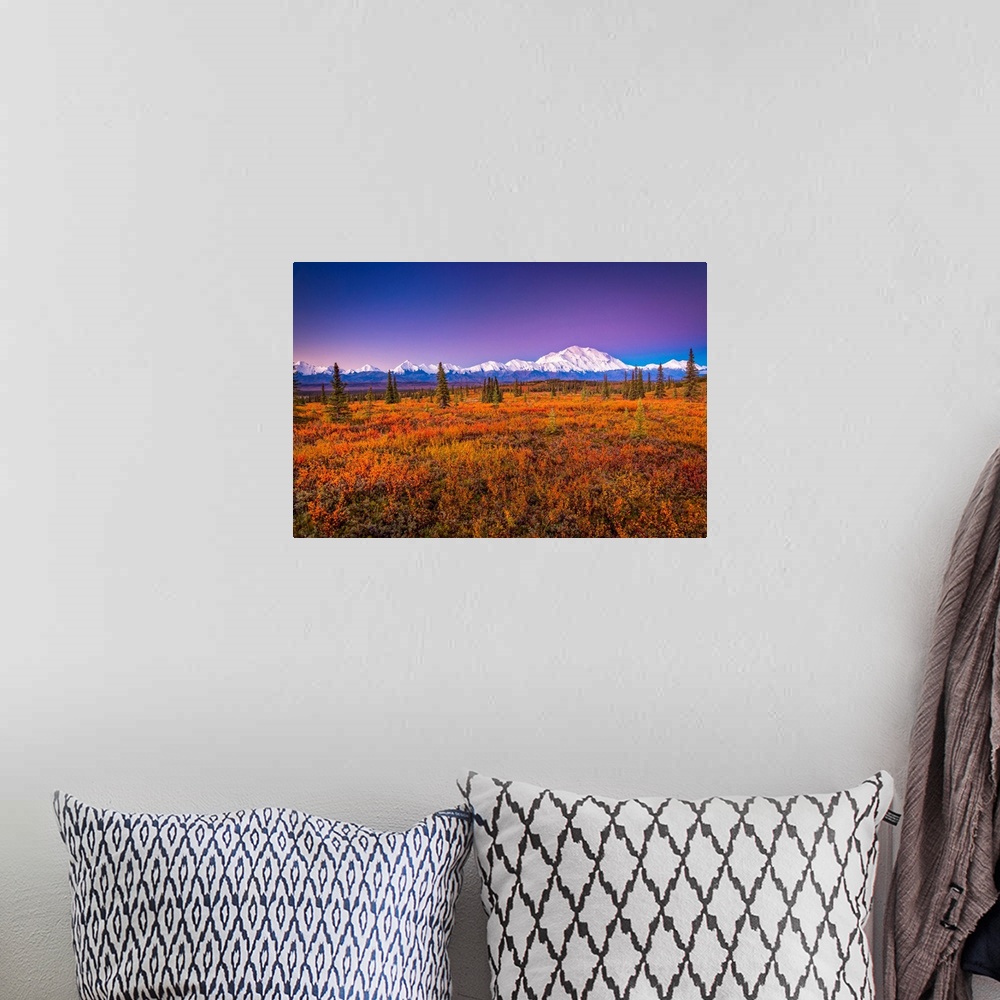A bohemian room featuring Mount Denali (McKinley) glow at sunrise. Autumn coloured tundra in the foreground in Denali Natio...