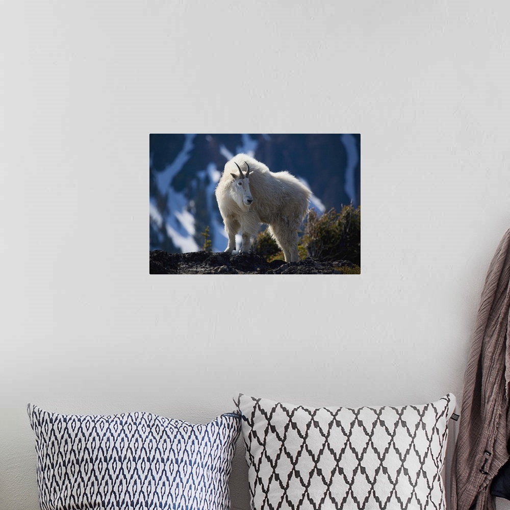 A bohemian room featuring Mountain Goat Looking Left In Winter Coat, Olympic Mountains, Washington