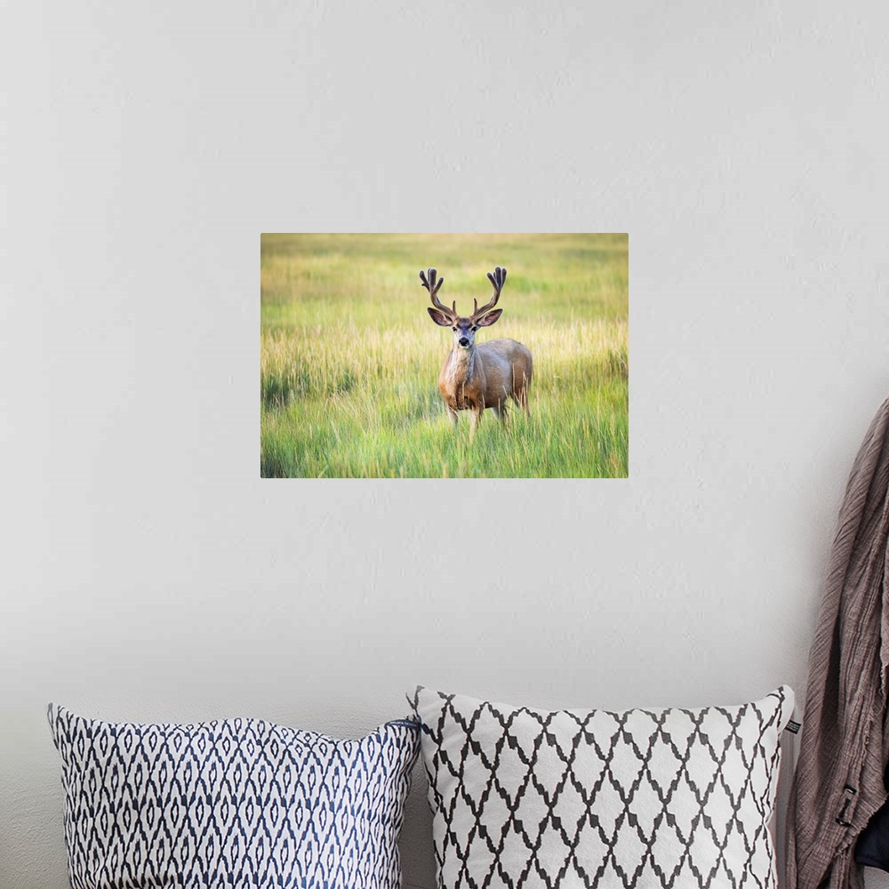 A bohemian room featuring Mule deer buck (Odocoileus hemionus) standing in grass; Steamboat Springs, Colorado, United State...