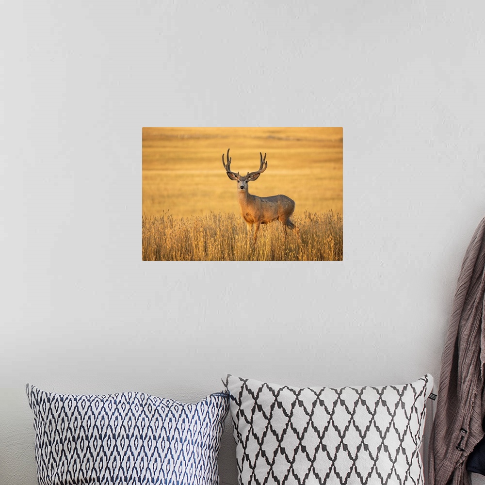 A bohemian room featuring Mule deer buck (Odocoileus hemionus) standing in golden grass; Steamboat Springs, Colorado, Unite...