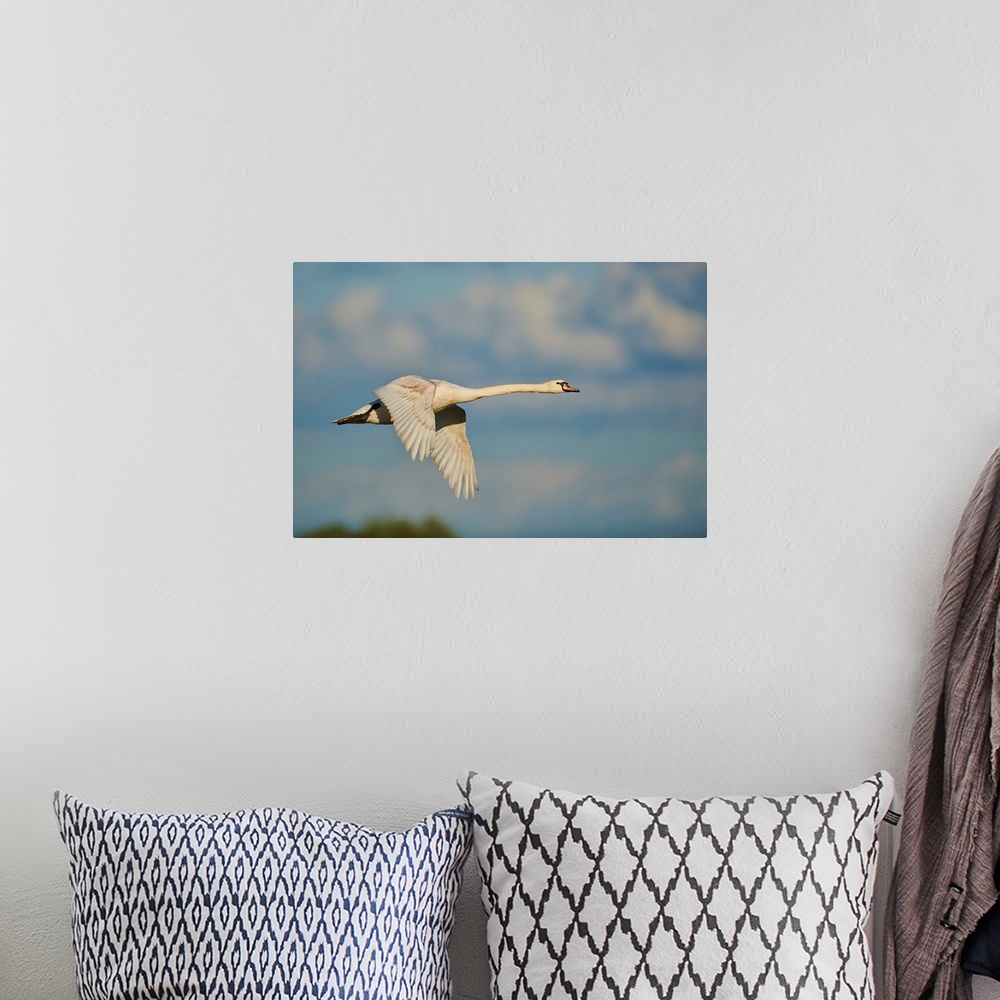 A bohemian room featuring Mute swan flying in the sky with coloured clouds, Bavarian Forest, Bavaria, Germany