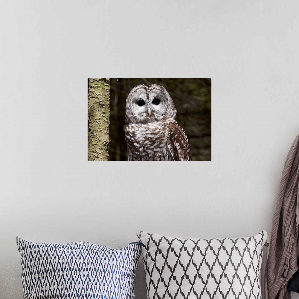 A bohemian room featuring Northern barred owl perched on birch limb, Connecticut