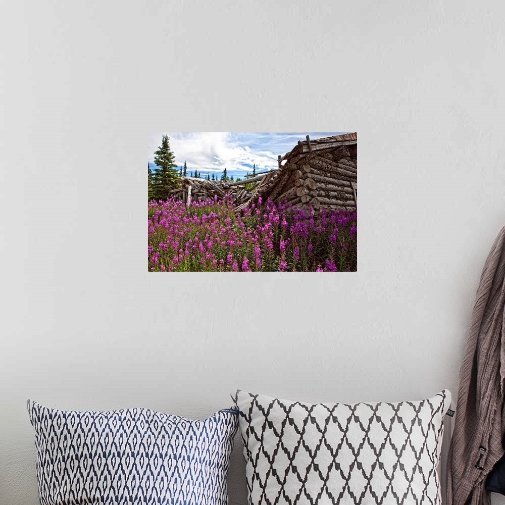 A bohemian room featuring Old Trappers Cabin Surrounded By Fireweed At Silver City, Yukon, Canada