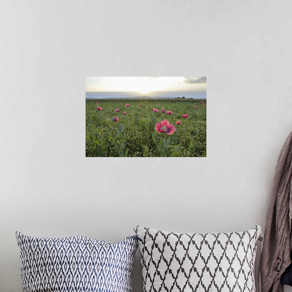 A bohemian room featuring Opium Poppies (Papaver somniferum) in field at Sunrise, Summer, Germerode, Hoher Meissner, Werra ...