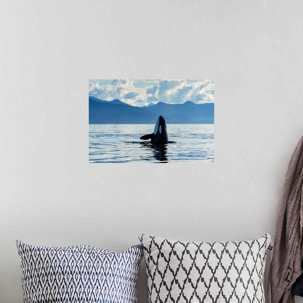 A bohemian room featuring An Orca (Orcinus orca), also known as a killer whale, spyhopping to get an above surface view of ...