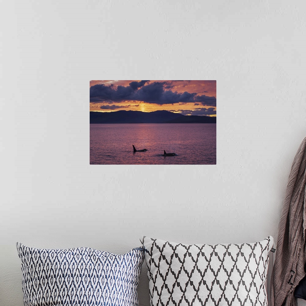 A bohemian room featuring Bigg's Killer whales or Orca (Orcinus orca) swim toward a colorful sunset in the San Juan Islands...