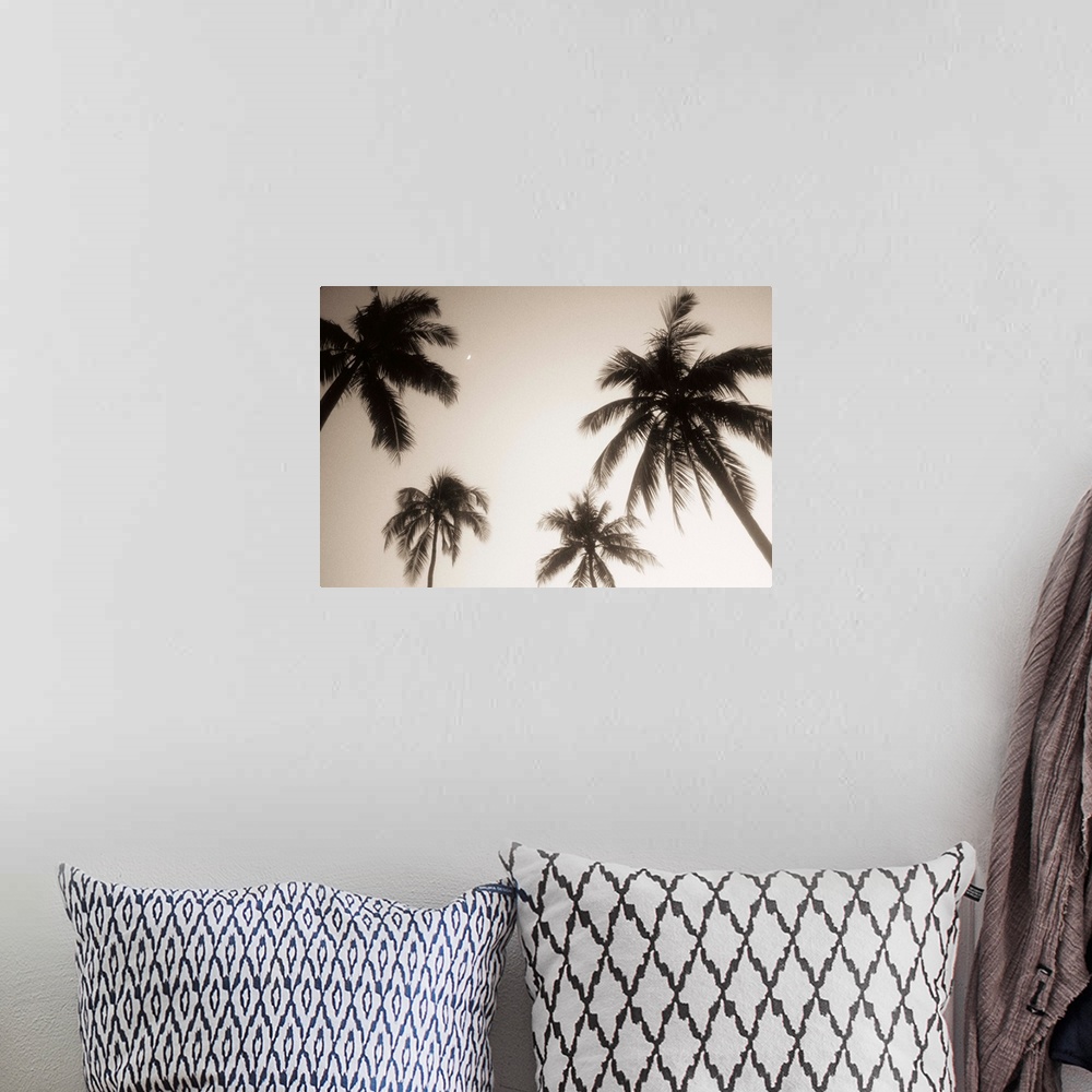 A bohemian room featuring Palm trees silhouetted against evening sky, Small crescent moon