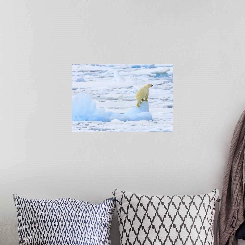 A bohemian room featuring Panorama of a polar bear (Ursus maritimus) climbs an iceberg for a view Svalbard, Norway