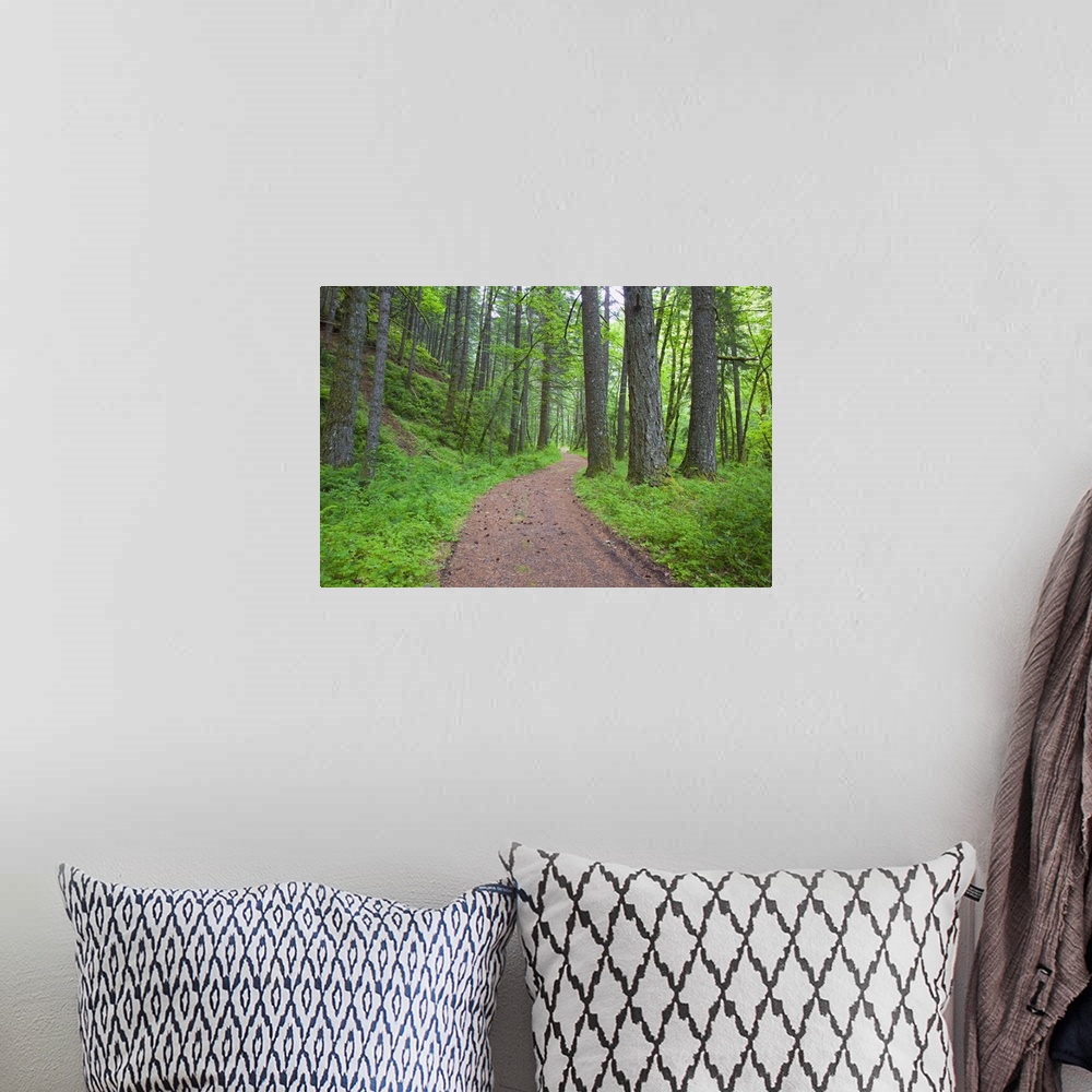 A bohemian room featuring Path Running Through The Forest, Columbia River Gorge National Scenic Area, Oregon
