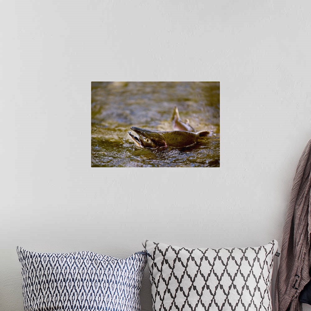A bohemian room featuring Pink Salmon Struggling To Return To Their Spawning Stream; British Columbia, Canada