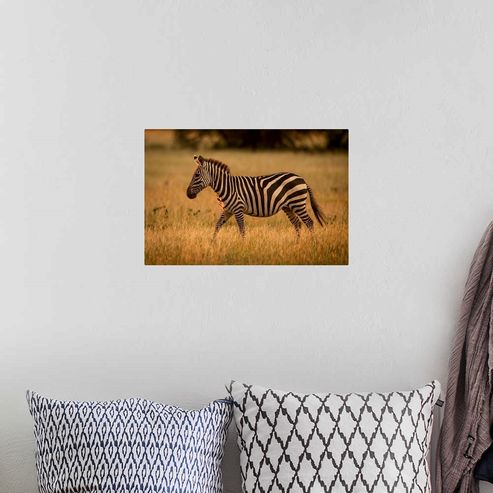 A bohemian room featuring Plains zebra (Equus burchellii) walks rim lit by sunset, Grumeti Serengeti Tented Camp, Serengeti...