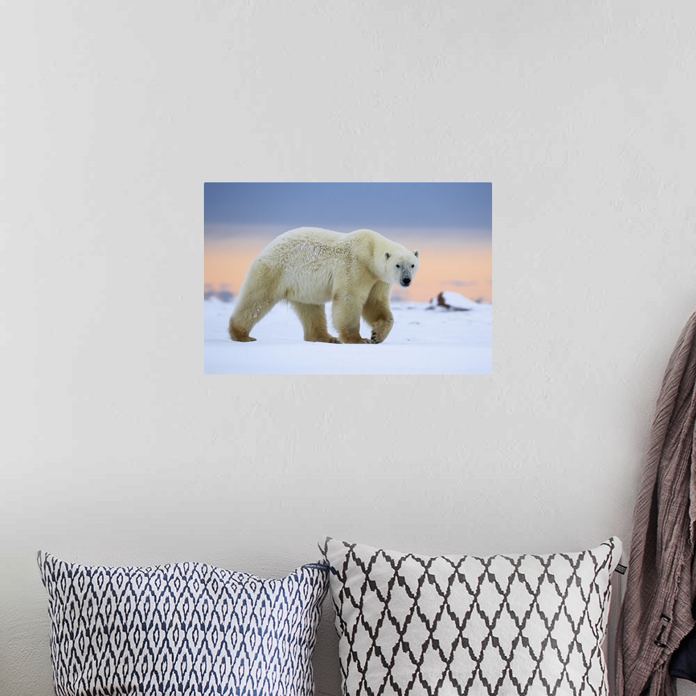 A bohemian room featuring Polar Bear (Ursus Maritimus) Along The Hudson Bay Coastline Waiting For The Bay To Freeze Over, C...