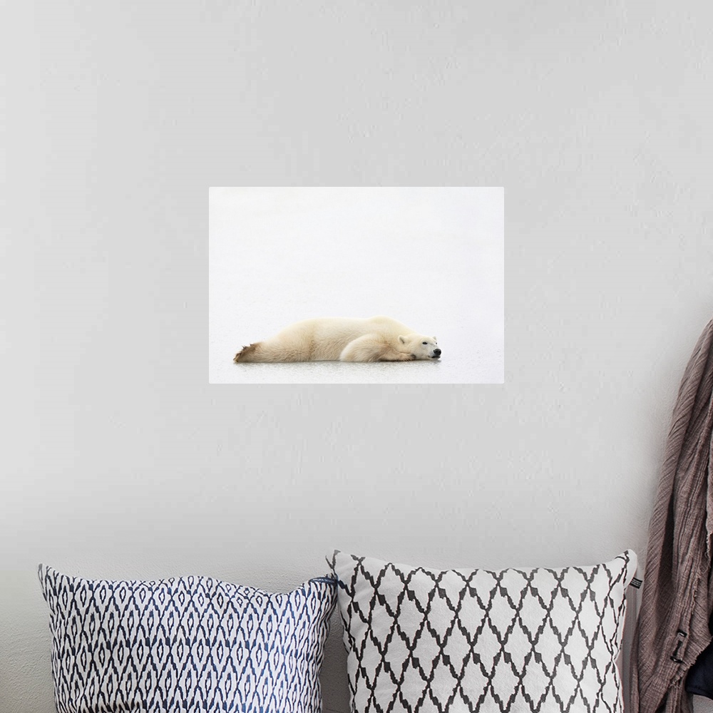A bohemian room featuring Polar Bear Laying Down