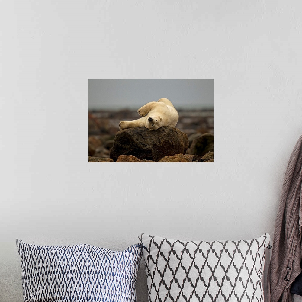 A bohemian room featuring Polar Bear Laying On Rock, Manitoba, Canada