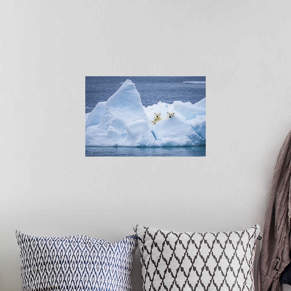 A bohemian room featuring Polar bear mother and cub (Ursus maritimus) on pack ice looking out Svalbard, Norway