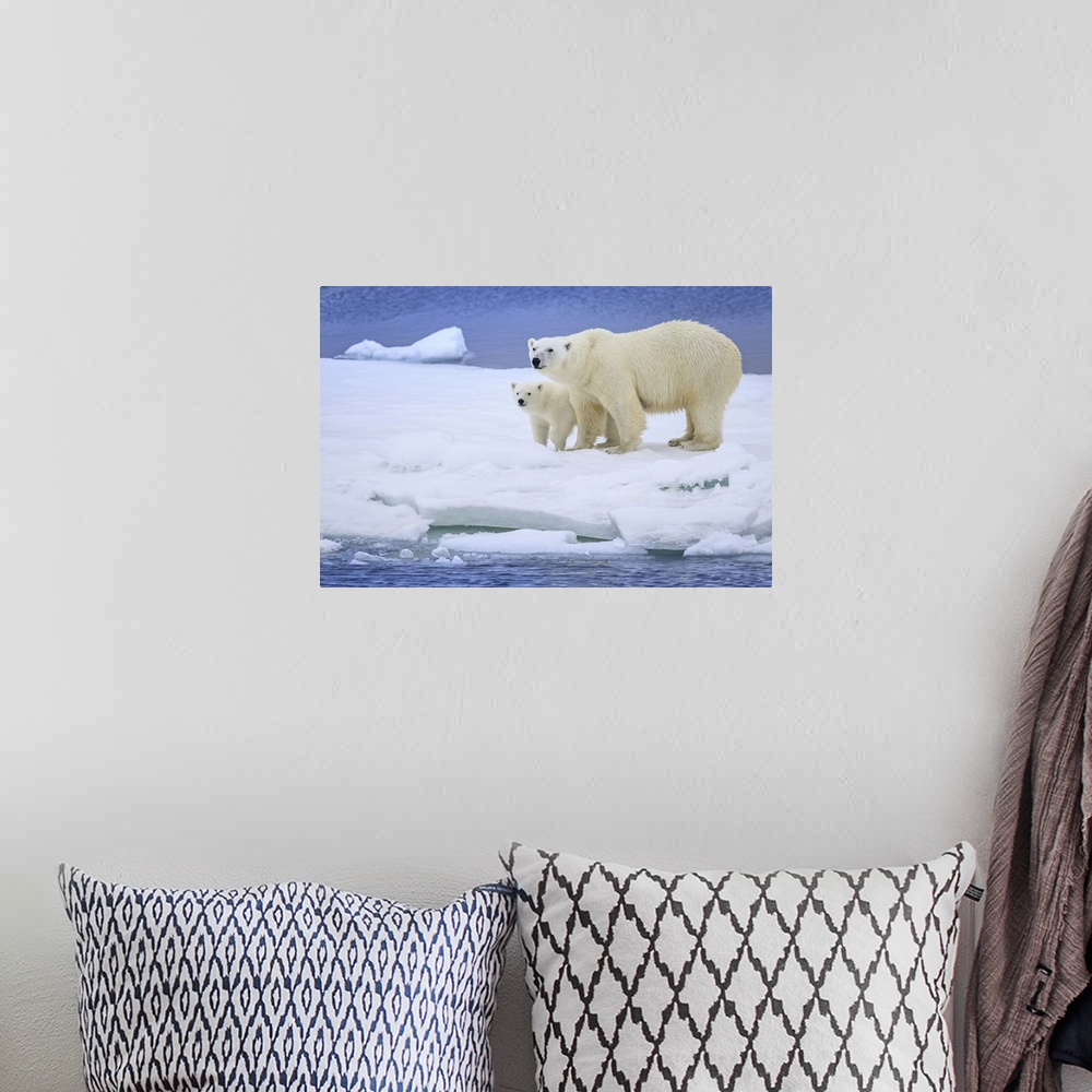 A bohemian room featuring Polar bear mother and cub (Ursus maritimus) on pack ice wearing ear tags Svalbard, Norway