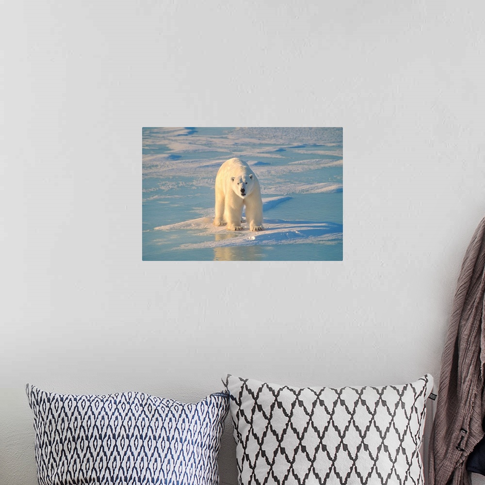 A bohemian room featuring Polar Bear On Ice