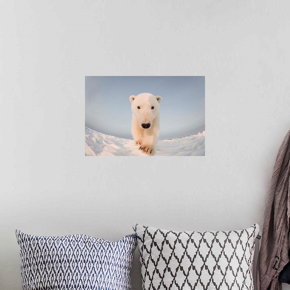 A bohemian room featuring Polar bear (Ursus maritimus), curious young boar on the newly frozen pack ice, Beaufort Sea, off ...