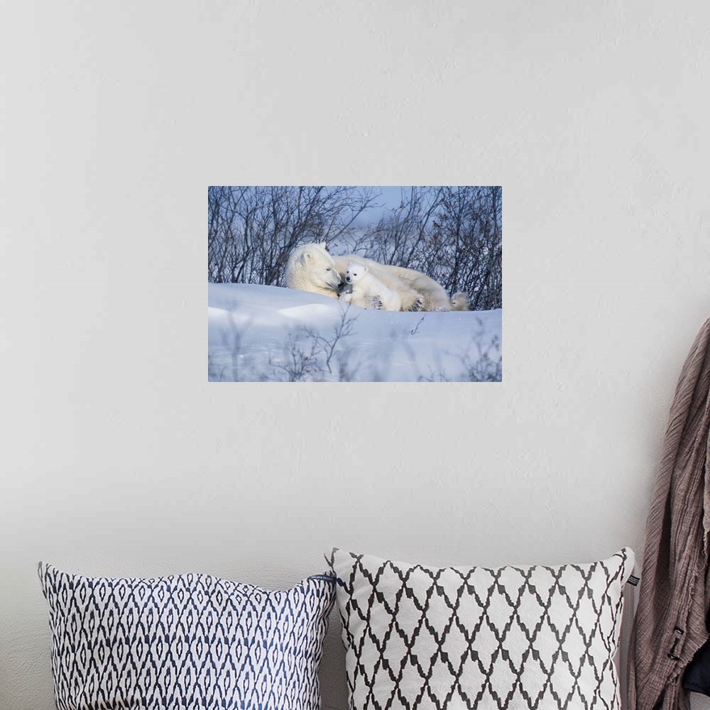 A bohemian room featuring Polar Bear Sow and Cubs Resting In Snow Churchill Canada