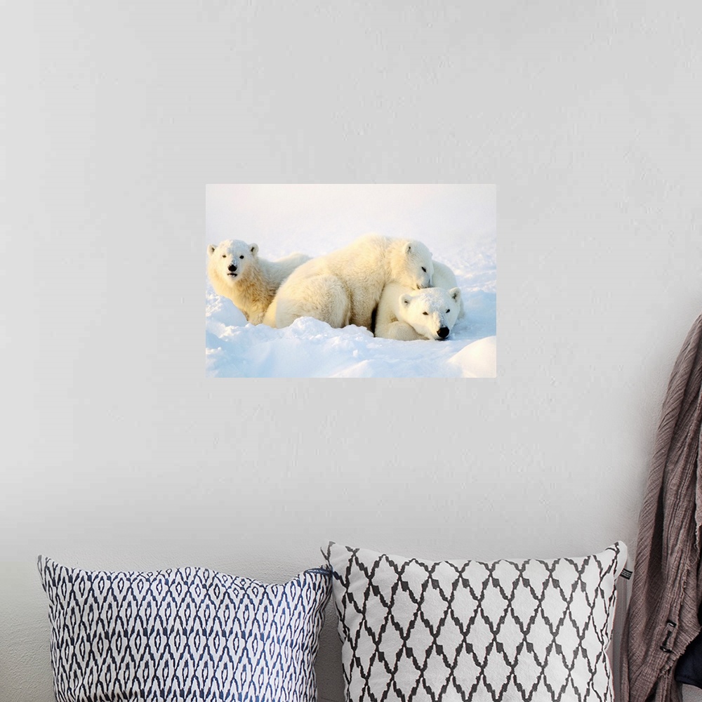 A bohemian room featuring Polar Bears