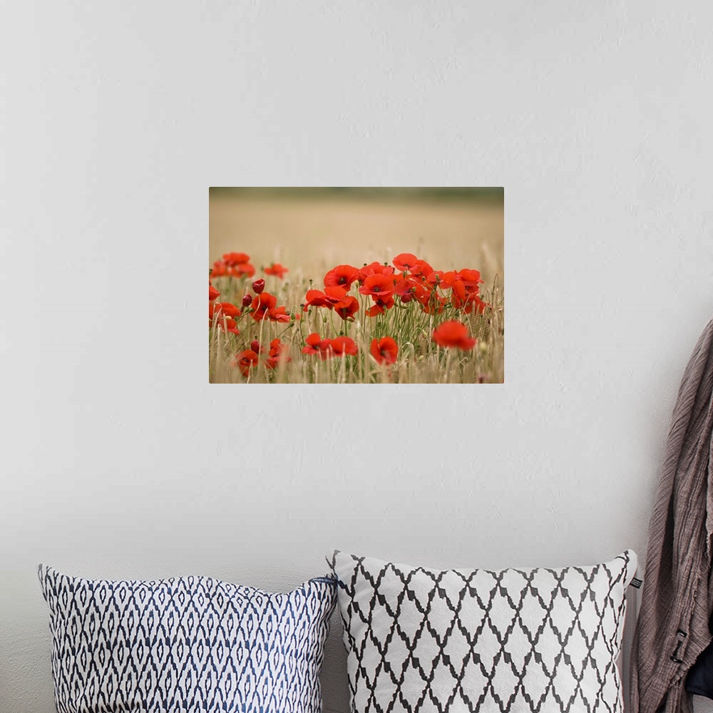 A bohemian room featuring Poppies Growing Wild.