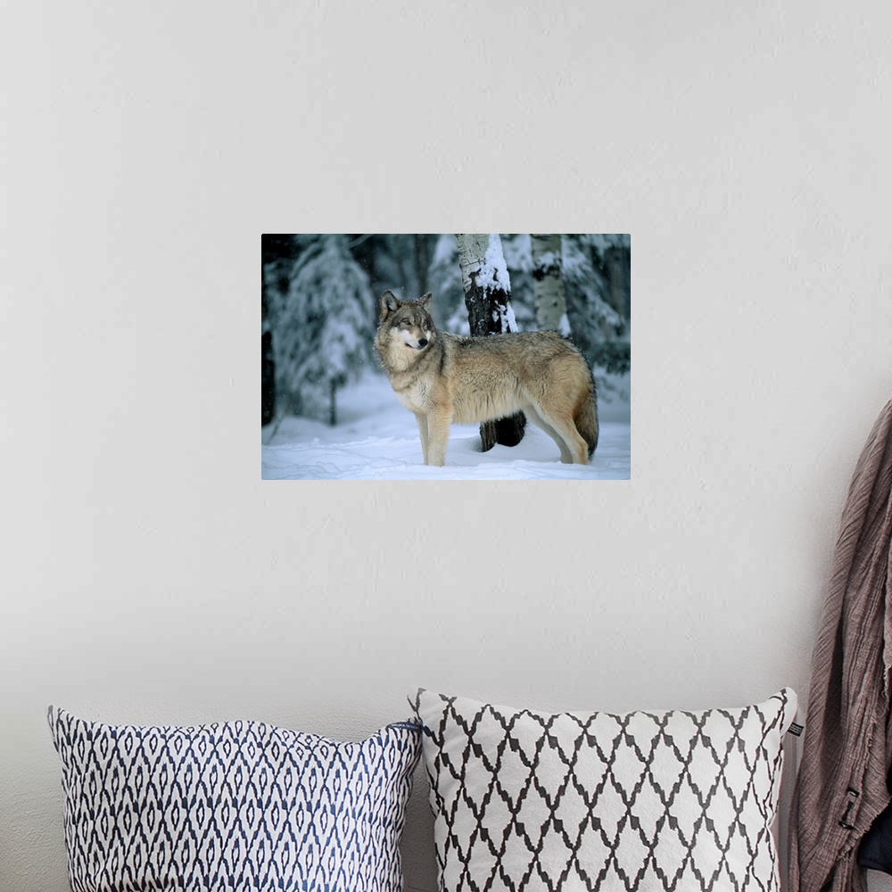 A bohemian room featuring Portrait of a gray wolf (canis lupus) in a snowfall with snowflakes on its fur. Ely, Minnesota, u...
