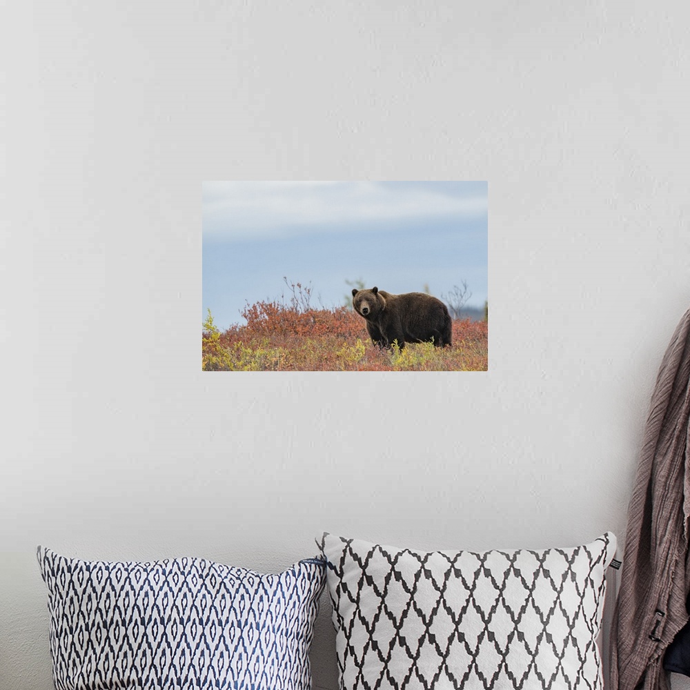 A bohemian room featuring Portrait of a grizzly bear (Ursus arctos horribilis) standing in a field of  autumn colored bushe...