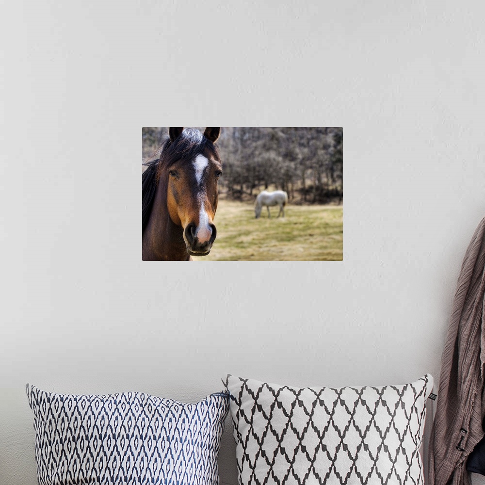 A bohemian room featuring Portrait Of A Horse