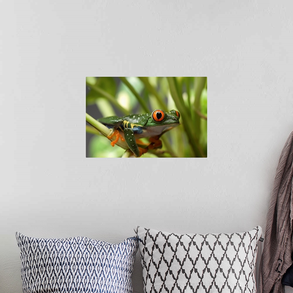 A bohemian room featuring Portrait of a red-eyed tree frog (agalychnis callidryas) at the sunset zoo, Manhattan, Kansas, un...