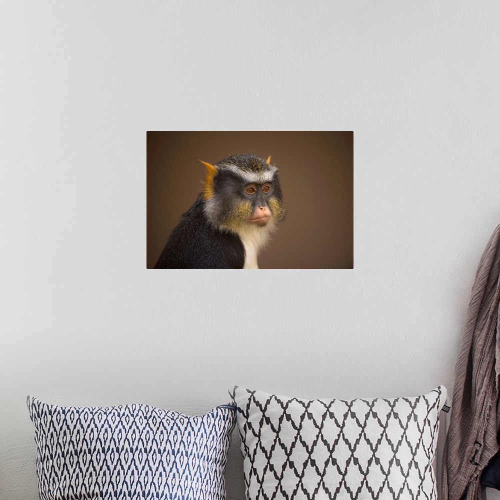 A bohemian room featuring Close-up portrait of a Sykes' monkey (cercopithecus albogularis) against a brown background, Colo...