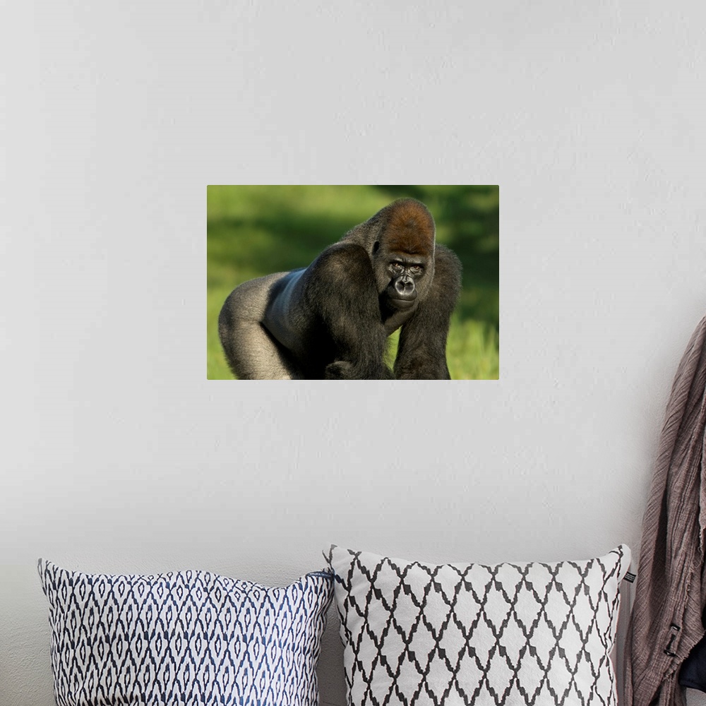 A bohemian room featuring Portrait of a western lowland gorilla (gorilla gorilla gorilla) in a zoo, Wichita, Kansas, united...