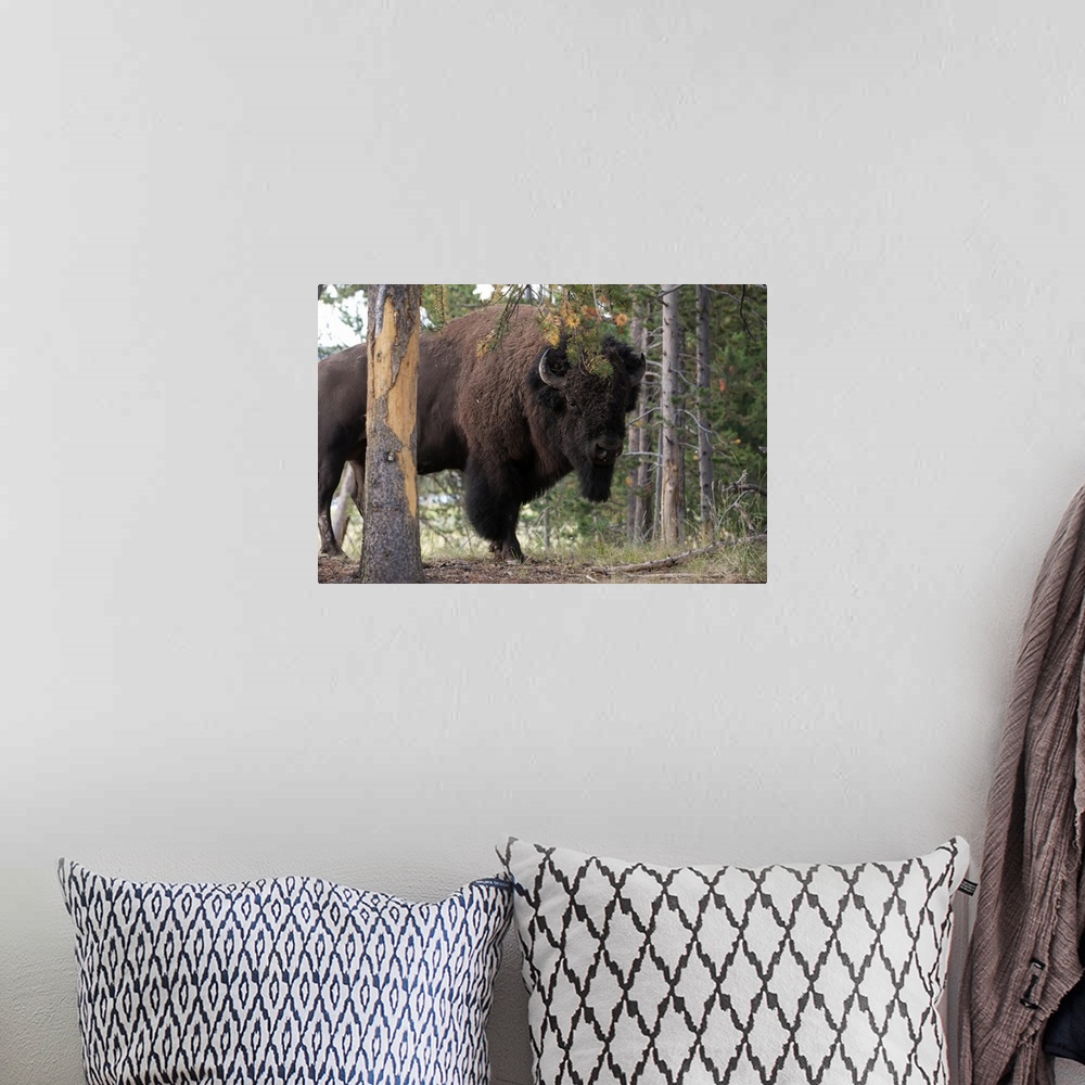 A bohemian room featuring Portrait of an American bison, Bison bison, among pine trees.