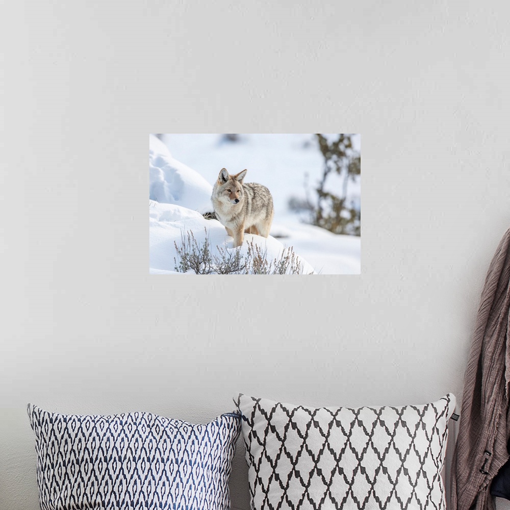 A bohemian room featuring Portrait of coyote (Canis latrans) standing in a snowbank keeping watch over the wintry landscape...