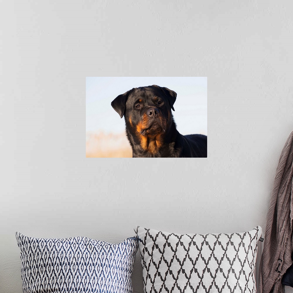 A bohemian room featuring Portrait of Rottweiler dog on winter beach, Guilford, Connecticut